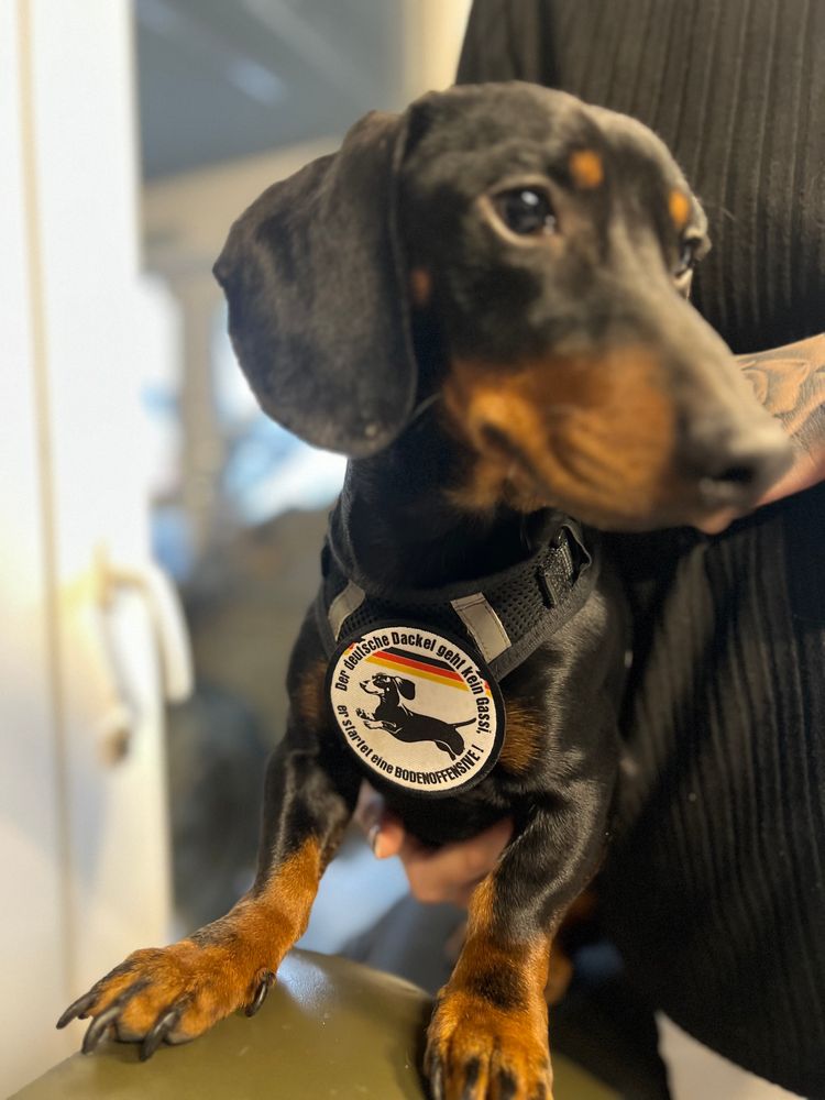 Patch Der deutsche Dackel geht kein Gassi er startet eine Bodenoffensive Fun Dachshund Humor Aufnäher #45912